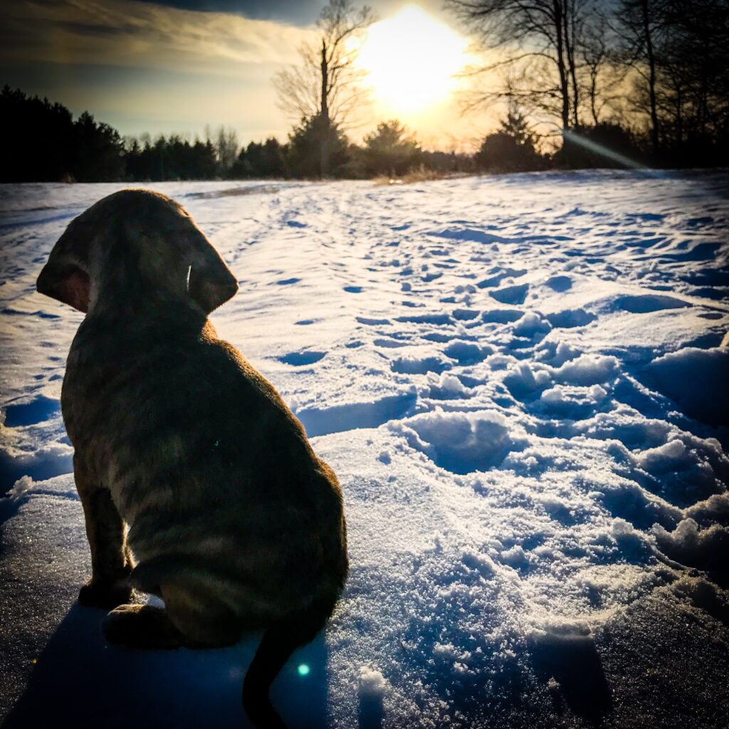 April 2019 | Courtney Yuma | Dreaming of my future | We have a litter of pups, and this pup sat staring into the sunset. Not sure what she is thinking but dream on.... and take it all in. Pup was 6 weeks old when taken.