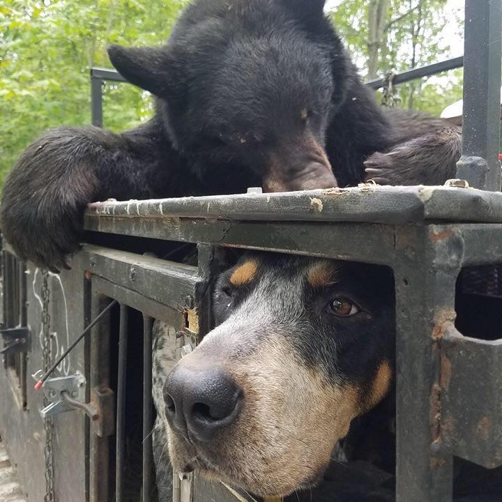 November 2019 | Amanda Richmond | A dog and his bear | First time bear, Zone D.