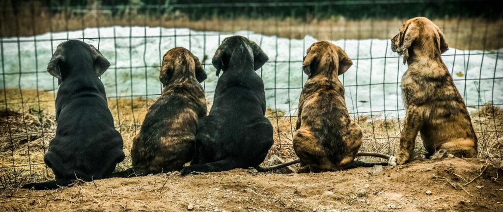 May 2019 | Courtney Yuma | Watching...waiting | Lined up by the fence waiting and waiting. Almost 9 weeks old