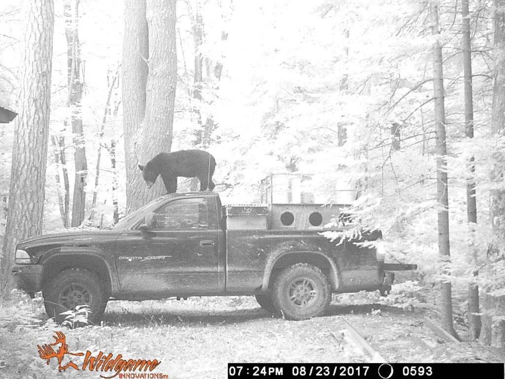 April 2018 | Andy Pantzlaff | The bear decided that it was a lot easier coming into camp than going to the baits. My son leaves his truck at camp all week and that is when bear steal pails. So we tied them down a put out a trail camera, we have one picture with 5 bear around the truck at one time but this one was the best.