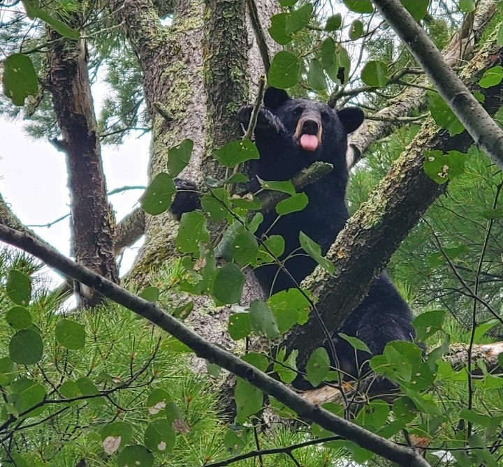 October 2020 | Eric Berg | Bear sticking its tongue out at us | My buddy Rodney and I treed this bear during training season and happened to capture a picture with its tongue out at us
