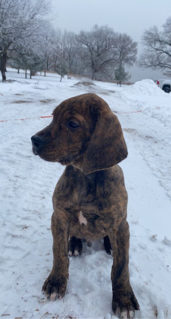 February 2021 | Tom Disterhaft | Posing for the camera | New puppy outside playing in the snow.