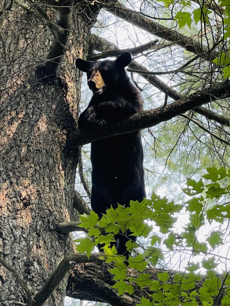 November 2021 | Cathy Sherman | You guys gonna be leaving soon? | Treed this bear on July 18th, he was just comfortable watching everybody!
