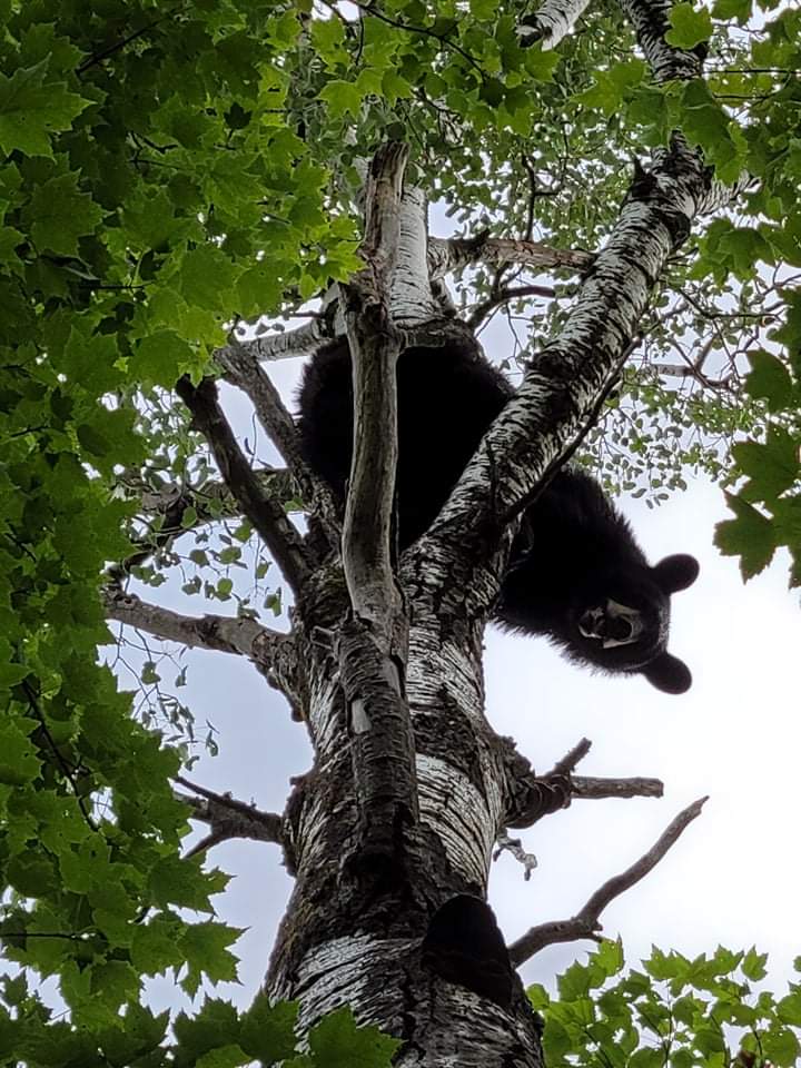December 2021 | Joyce Kratz | What are you looking at | Bear in tree during training season looking down at us