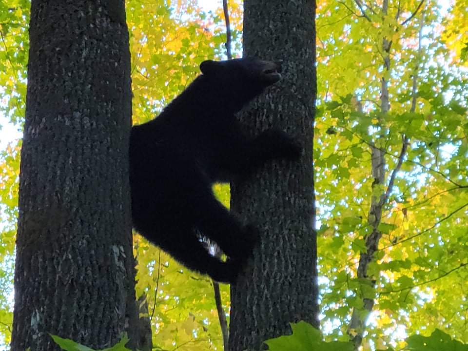 January 2022 | Jacob Trochinski | I think I'm stuck! | A young bear trying to figure out climbing this big tree