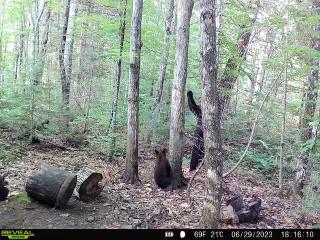 July 2023 | Christian Scheunemann | Hello from behind the tree | Trail camera pic