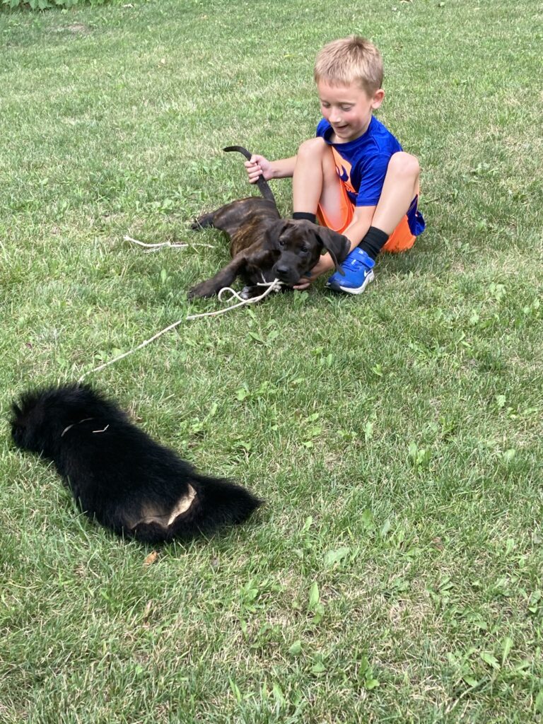 September 2023 | Dennis Jeffers | So tired! | Our 6 year old grandson training our 8 week old puppy. He wore him out pulling around a chunk of bear hide for him to chase and chew on!
