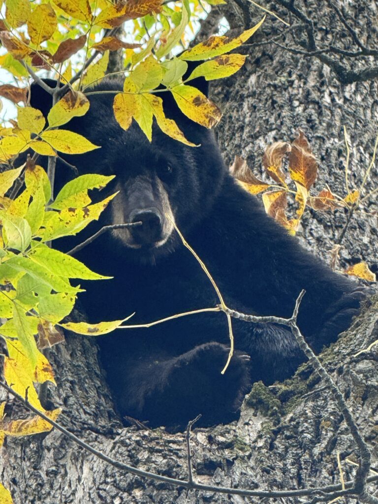 October 2024 | Skye Neidermann | Hanging out | Treed a smaller bear during kill season. He sat there hanging out just looking at us.