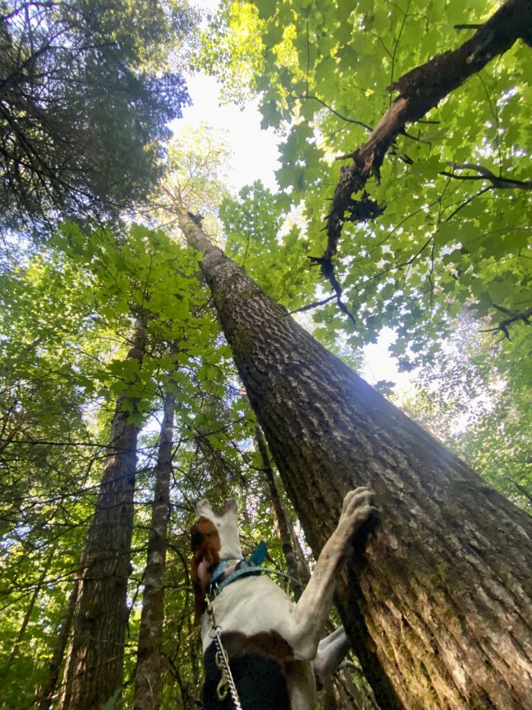 November 2024 | Brenna Peters | Perspective of a hound | I love spending my summer days from the perspective of my hounds.