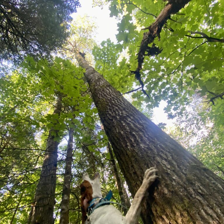 November 2024 | Brenna Peters | Perspective of a hound | I love spending my summer days from the perspective of my hounds.