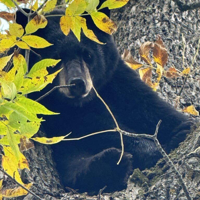 October 2024 | Skye Neidermann | Hanging out | Treed a smaller bear during kill season. He sat there hanging out just looking at us.